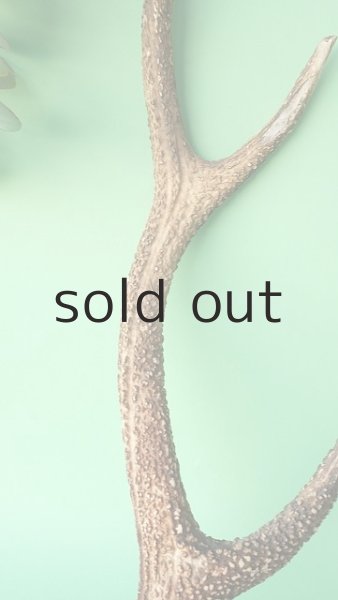 画像4: デコール用二ホンジカの角 (4)