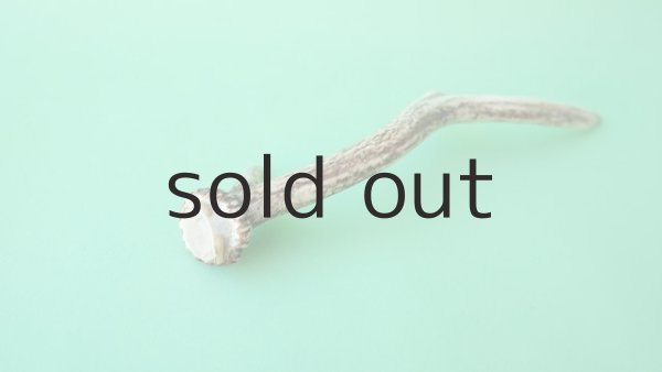 画像6: デコール用二ホンジカの角mini・小鹿 (6)