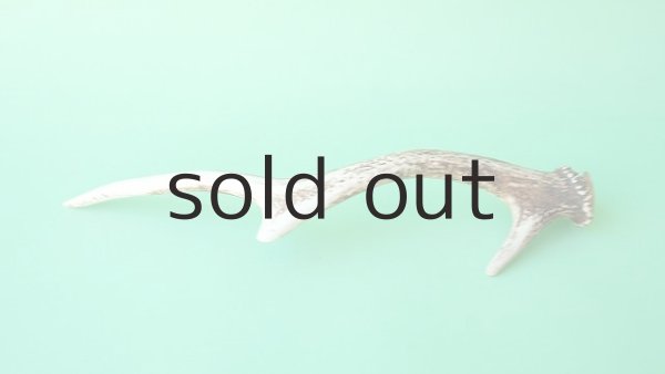 画像5: デコール用二ホンジカの角mini・小鹿 (5)