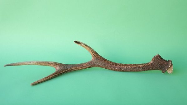 画像4: デコール用二ホンジカの角 (4)