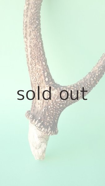 画像2: デコール用二ホンジカの角 (2)