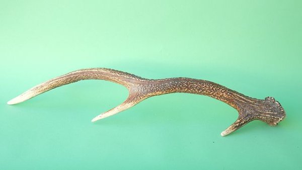 画像5: デコール用二ホンジカの角 (5)