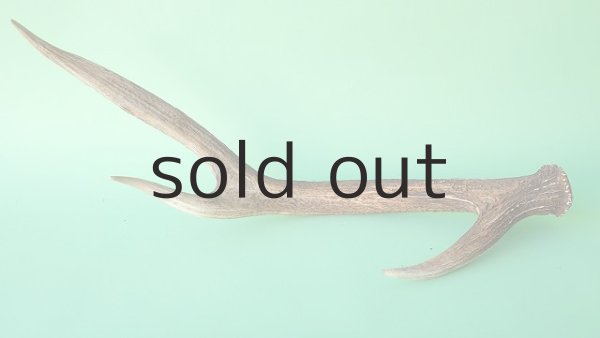 画像4: デコール用二ホンジカの角 (4)