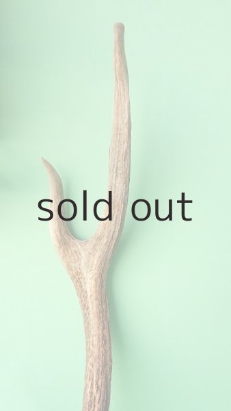 画像3: デコール用二ホンジカの角 (3)