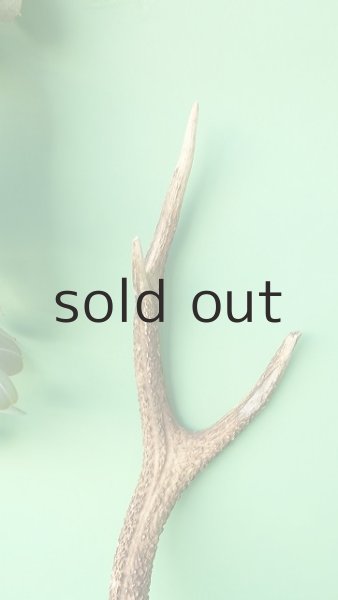 画像5: デコール用二ホンジカの角 (5)