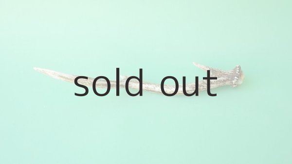 画像4: デコール用二ホンジカの角mini・小鹿 (4)