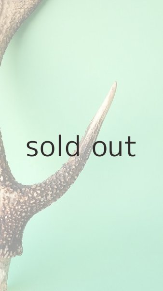 画像3: デコール用二ホンジカの角 (3)