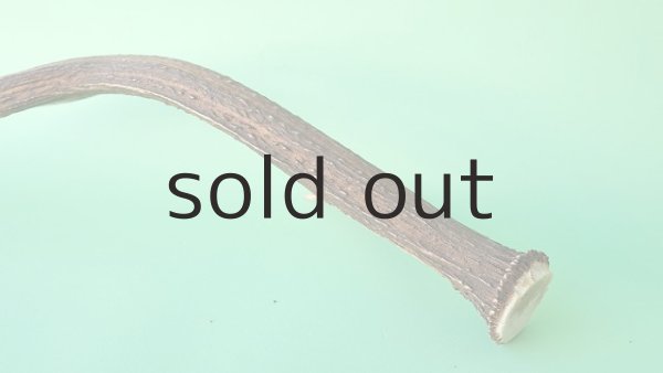 画像6: デコール用二ホンジカの角 (6)