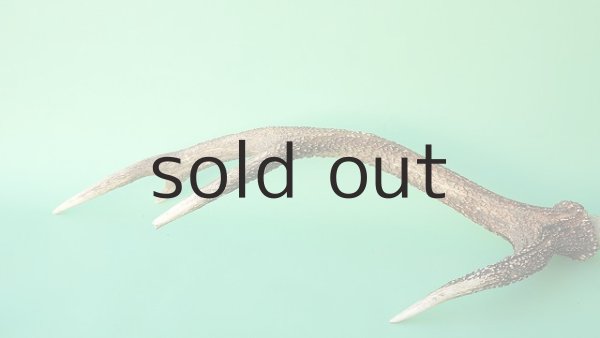 画像7: デコール用二ホンジカの角 (7)