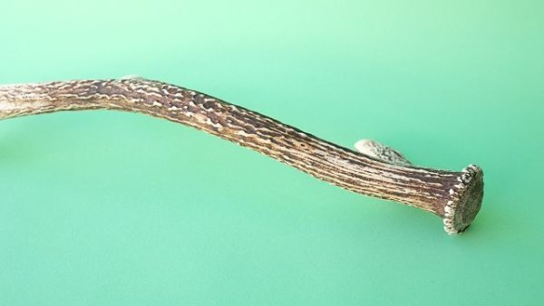 画像6: デコール用二ホンジカの角＊outlet＊ (6)