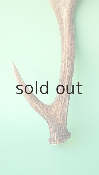 画像2: デコール用二ホンジカの角 (2)