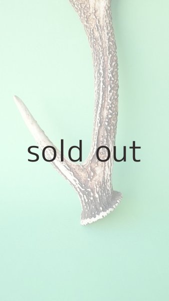 画像2: デコール用二ホンジカの角＊outlet＊ (2)