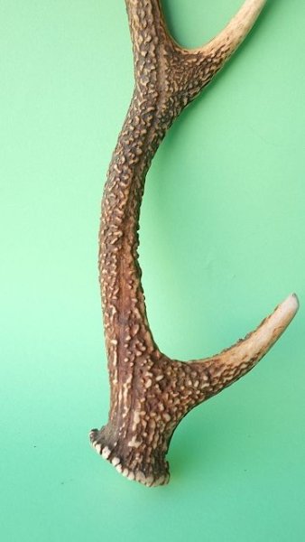 画像2: デコール用二ホンジカの角 (2)