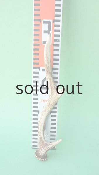 画像7: デコール用二ホンジカの角mini・小鹿 (7)