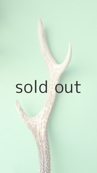 画像3: デコール用二ホンジカの角＊outlet＊ (3)