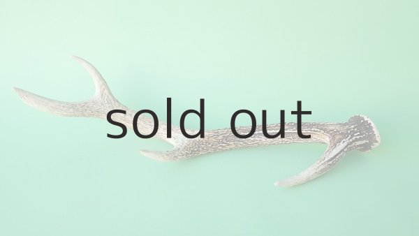 画像4: デコール用二ホンジカの角＊outlet＊ (4)