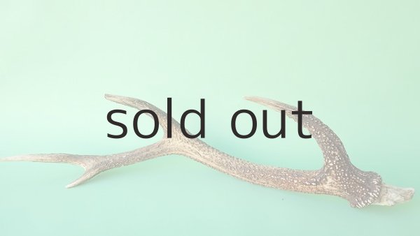 画像6: デコール用二ホンジカの角 (6)