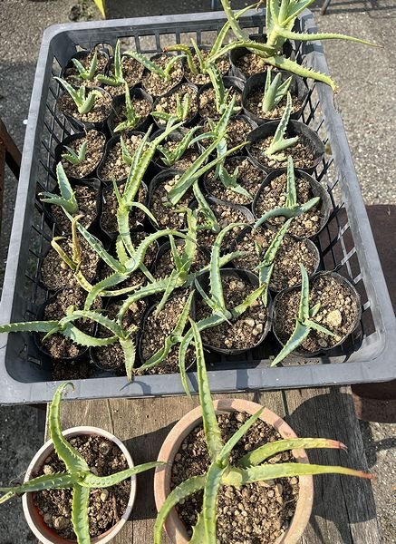 Sサイズ：苗丈10cm前後