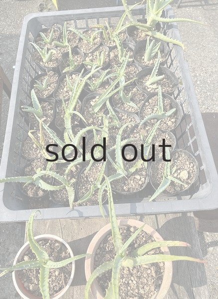 Sサイズ：苗丈10cm前後