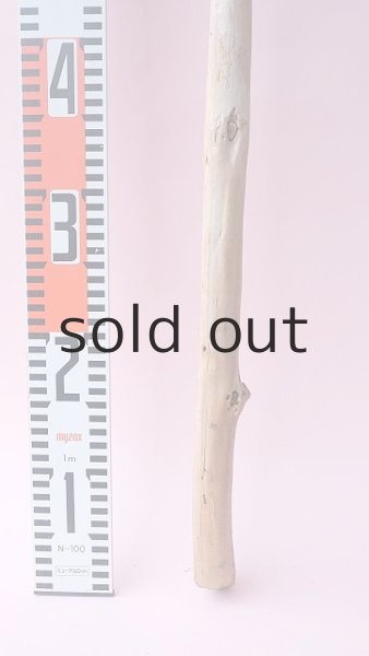 画像5: 棒流木 (5)