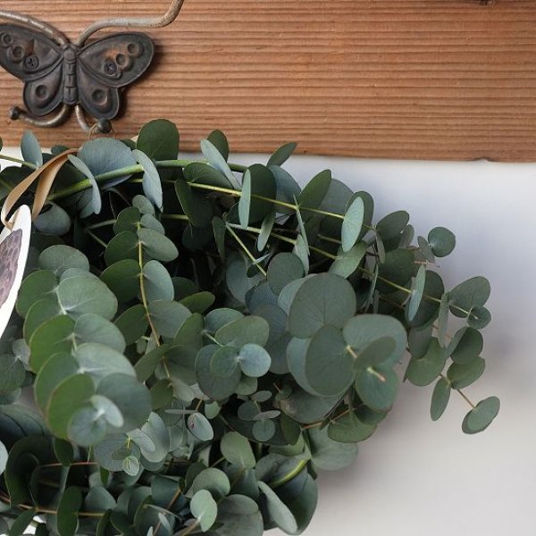 画像6: Dry plants for decor 銀丸葉リース (6)