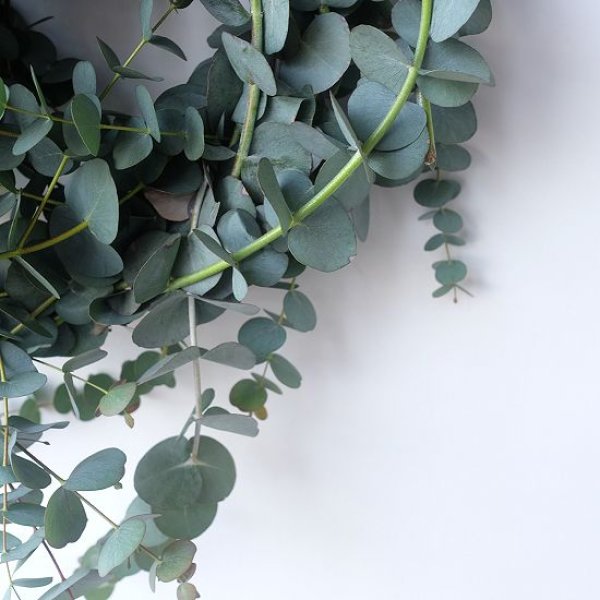 画像6: Dry plants for decor 銀丸葉リース (6)