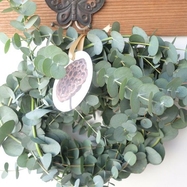 画像8: Dry plants for decor 銀丸葉リース (8)