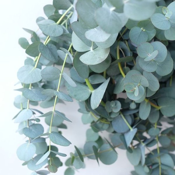 画像3: Dry plants for decor 銀丸葉リース (3)