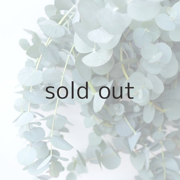 画像3: Dry plants for decor 銀丸葉リース (3)