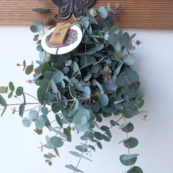 画像10: Dry plants for decor 銀丸葉リース (10)