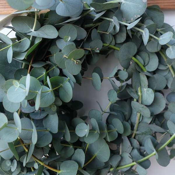 画像8: Dry plants for decor 銀丸葉リース (8)