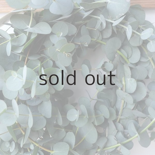 画像8: Dry plants for decor 銀丸葉リース (8)