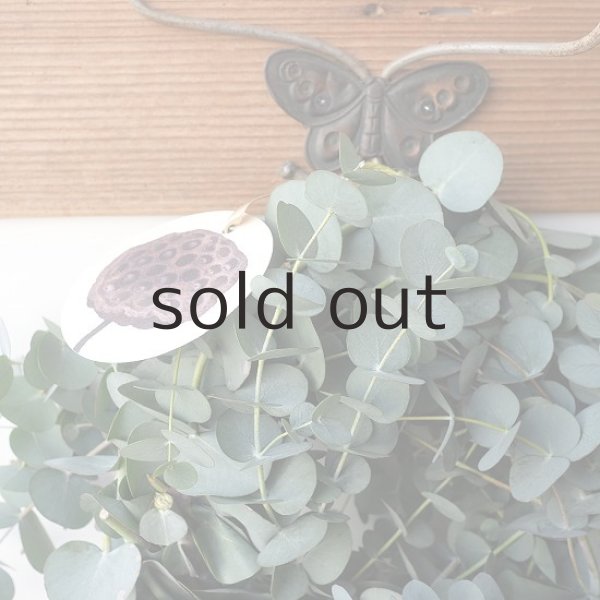 画像2: Dry plants for decor 銀丸葉リース (2)