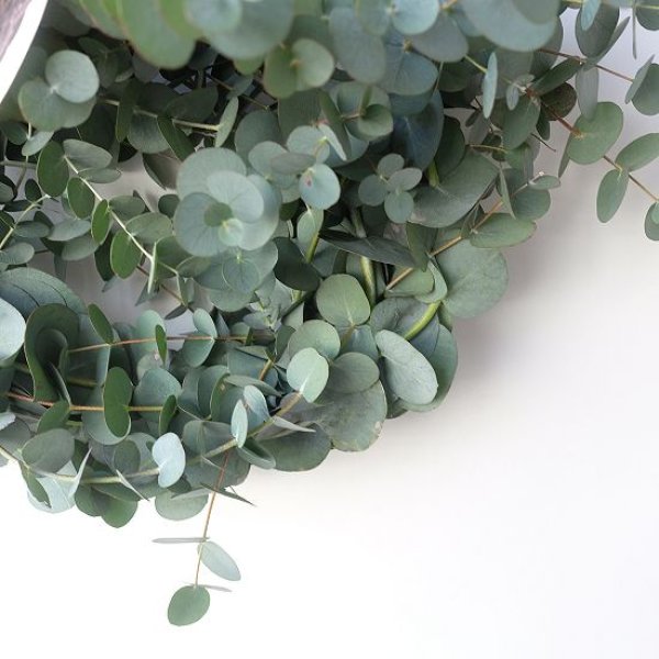 画像7: Dry plants for decor 銀丸葉リース (7)