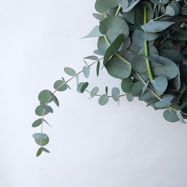 画像4: Dry plants for decor 銀丸葉リース (4)