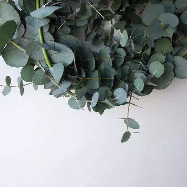 画像5: Dry plants for decor 銀丸葉リース (5)