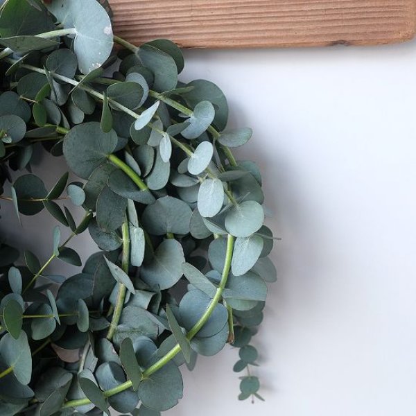 画像7: Dry plants for decor 銀丸葉リース (7)