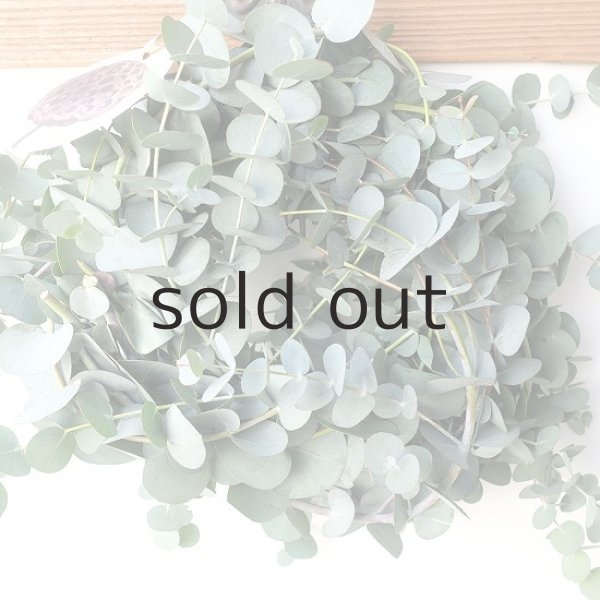 画像7: Dry plants for decor 銀丸葉リース (7)