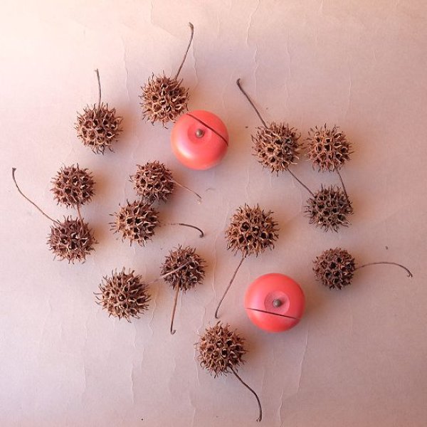 画像7: Dry plants for decor デコール用乾燥モミジバフウ（3個入） (7)