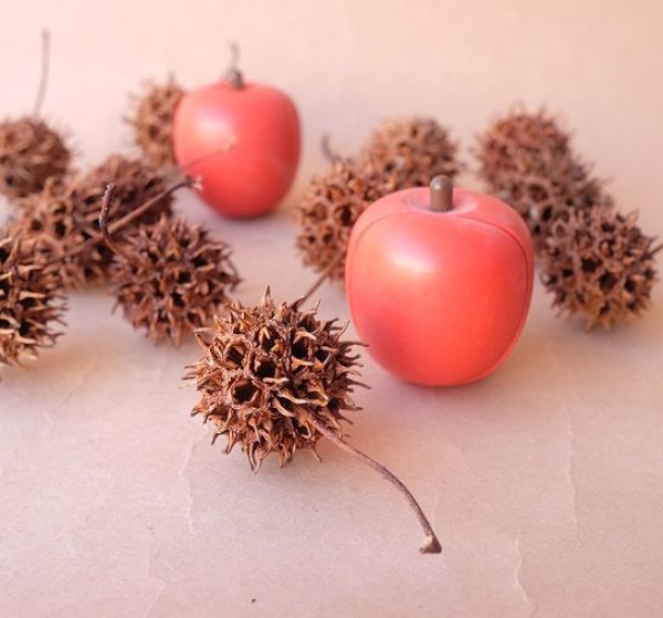 画像10: Dry plants for decor デコール用乾燥モミジバフウ（3個入） (10)