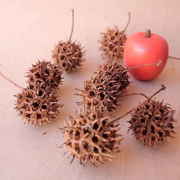 画像9: Dry plants for decor デコール用乾燥モミジバフウ（3個入） (9)