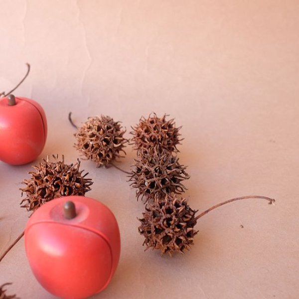 画像8: Dry plants for decor デコール用乾燥モミジバフウ（3個入） (8)