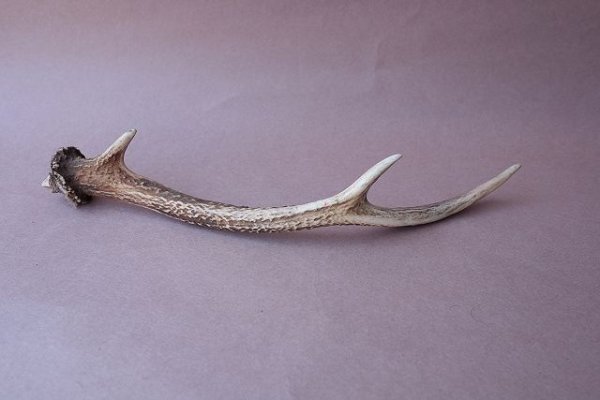 画像5: デコール用二ホンジカの角mini・小鹿 (5)