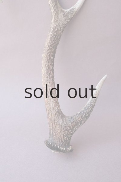 画像2: デコール用二ホンジカの角 (2)