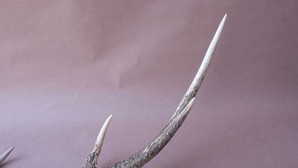 画像6: デコール用二ホンジカの角 (6)