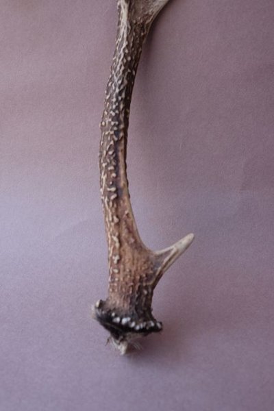 画像2: デコール用二ホンジカの角mini・小鹿 (2)
