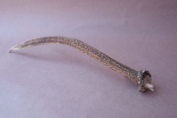 画像7: デコール用二ホンジカの角mini・小鹿 (7)