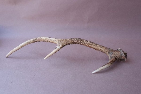 画像9: デコール用二ホンジカの角 (9)