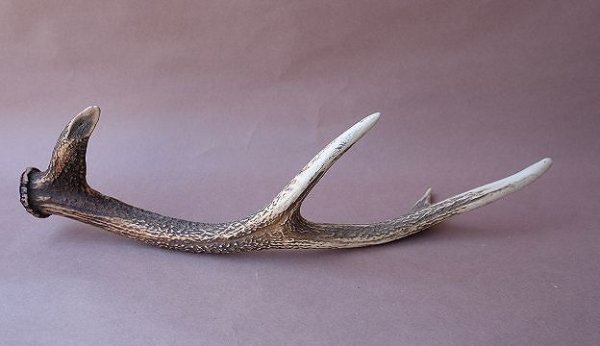 画像5: デコール用二ホンジカの角 (5)