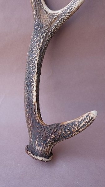 画像2: デコール用二ホンジカの角 (2)